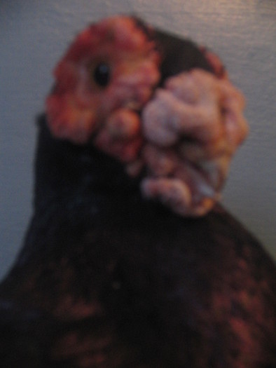 indian englez H 2004 M