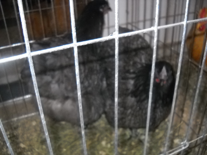 DSCN2052 - EXPO 2010  BISTRITA 17 19 dec