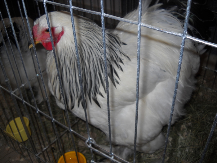 DSCN2054 - EXPO 2010  BISTRITA 17 19 dec