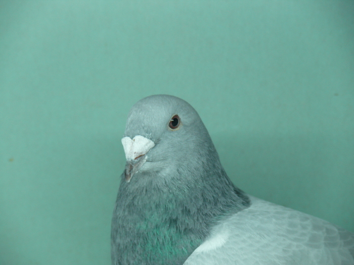 Mascul 2010