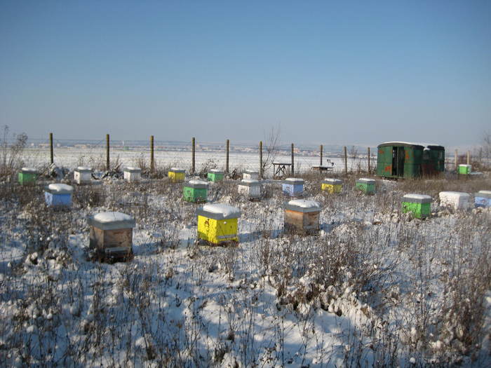 Apiarna 006