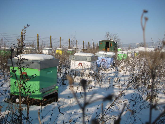 Apiarna 009