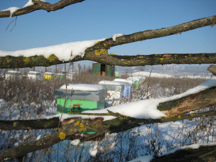 Apiarna 010