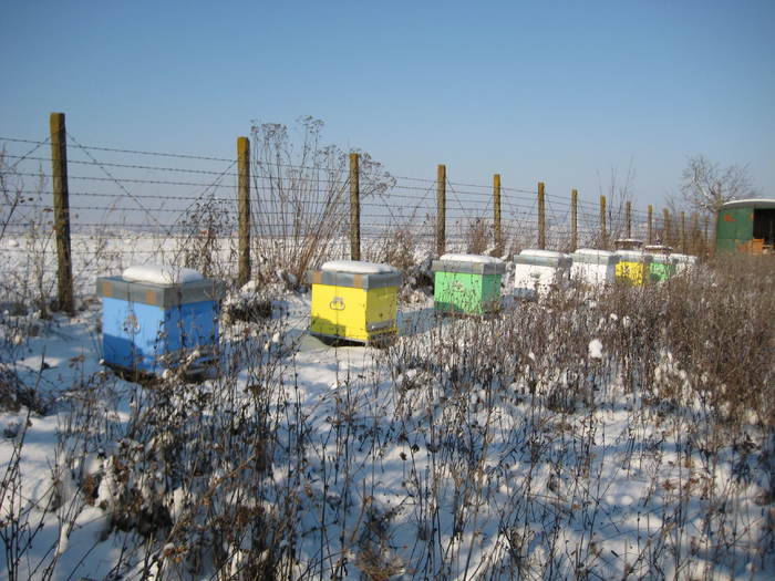 Apiarna 012