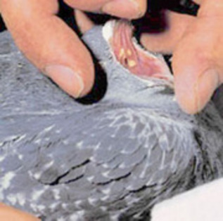tricomonoza - tratamente si bolile porumbeilor inainte de vaccin
