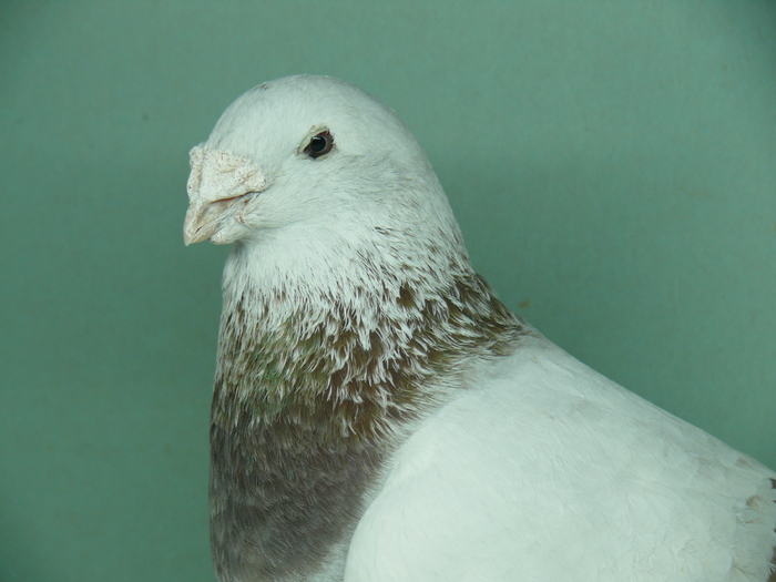 Mascul 2007