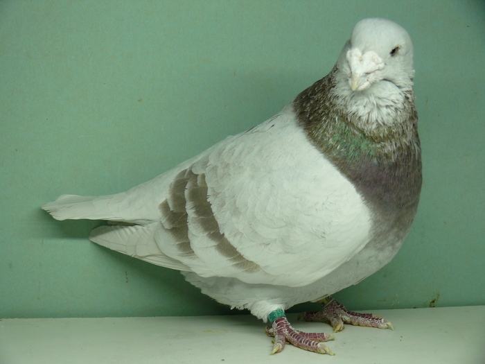 Mascul 2007