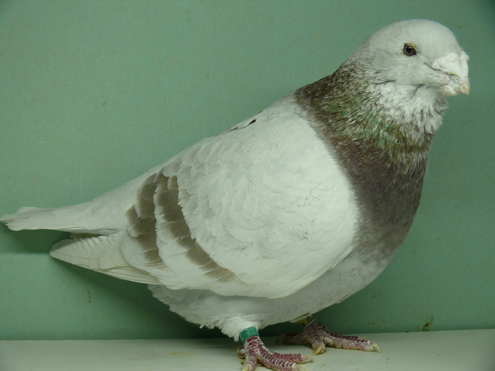 Mascul 2007