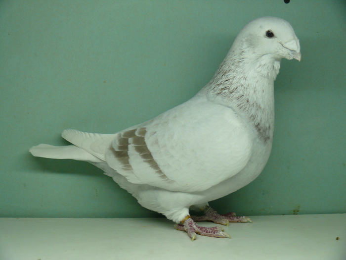 Mascul 2009