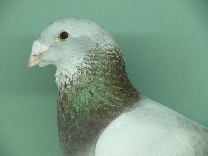 Mascul 2008