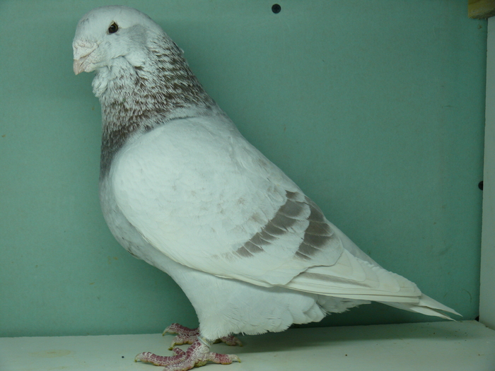 Mascul 2006