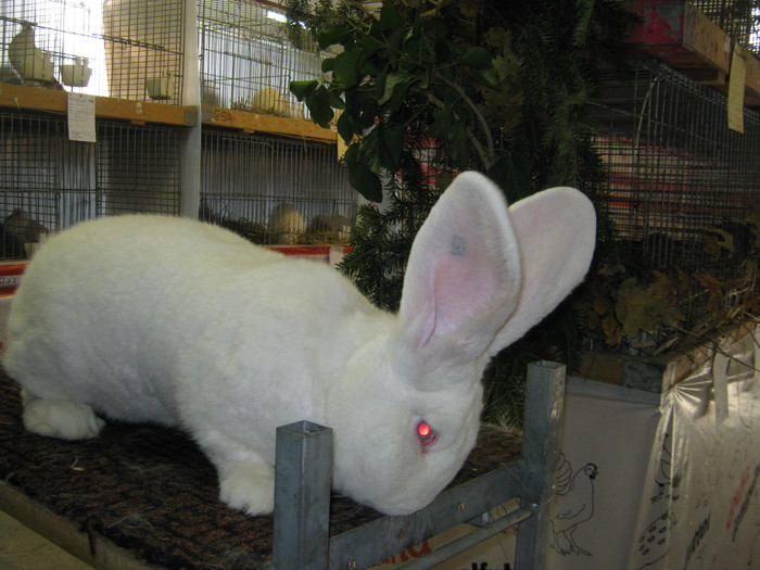 campionul nat-din Wels-Austria