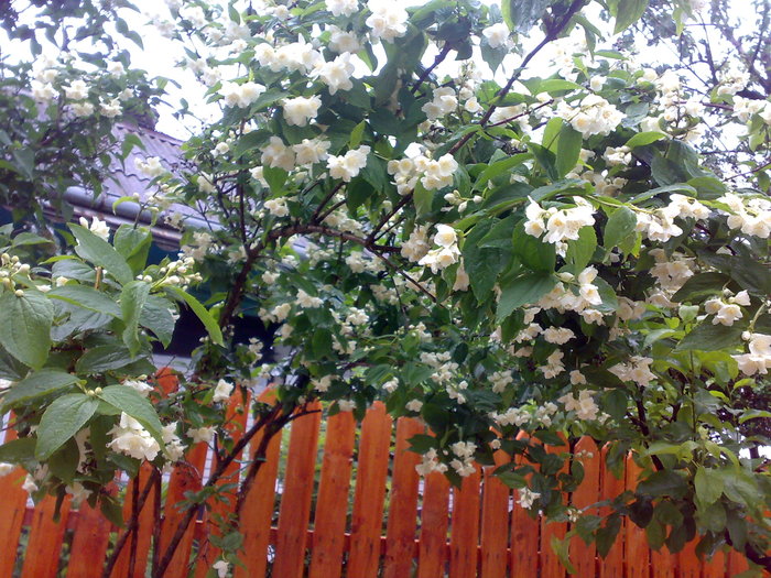 copacelul imflorit