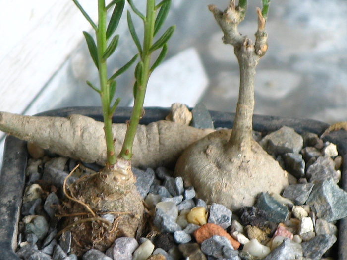 Talinum natalensis  (stanga) Kedrostis africana  (dreapta)