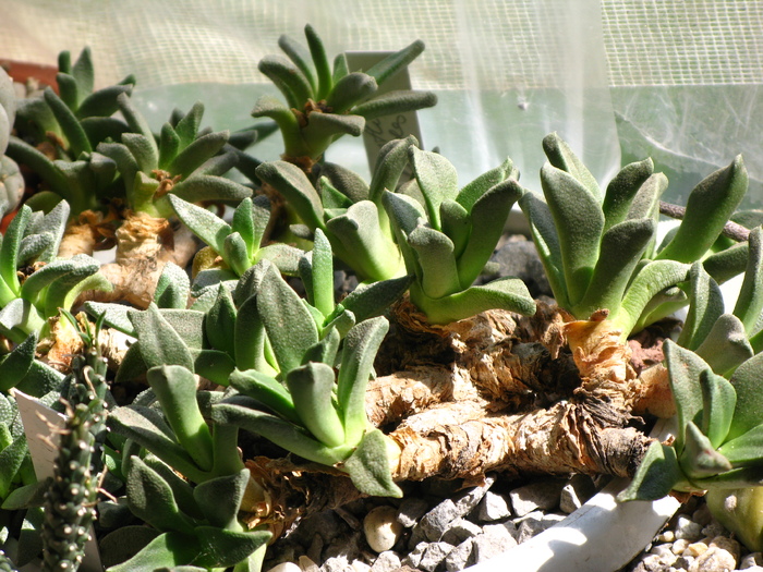 Nananthus aloides caudex