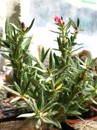 Pachypodium bispinosum