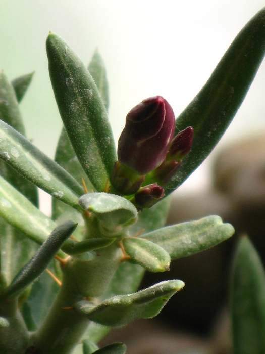 Pachypodium bispinosum