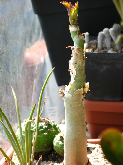 Cyphostemma juttae (luna iunie)