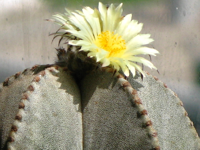 IMG_9881 - Flori cactusi si suculente