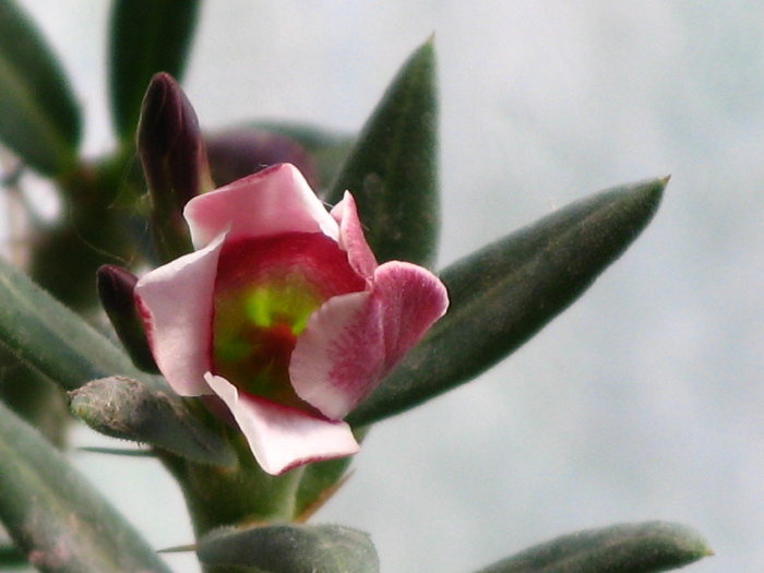 IMG_9891 - Flori cactusi si suculente