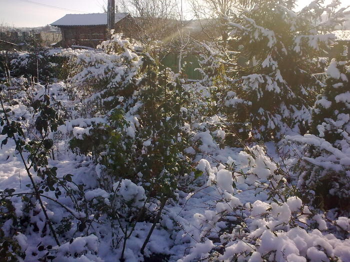 Image0949 - iarna in sat