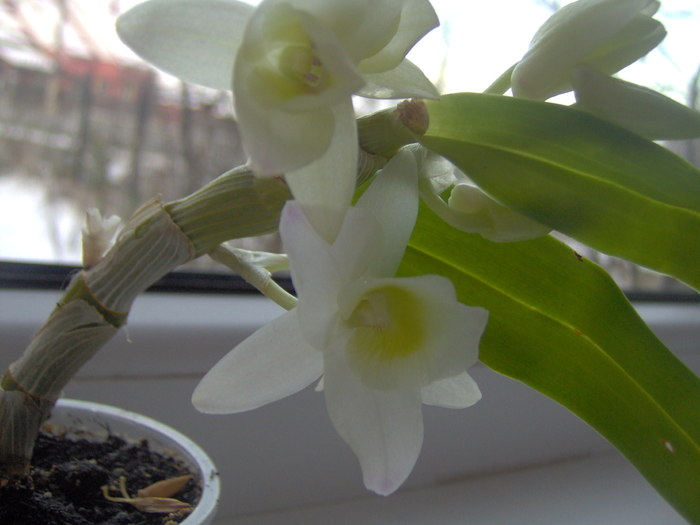 20.12.2010 dendrobium - orhidee