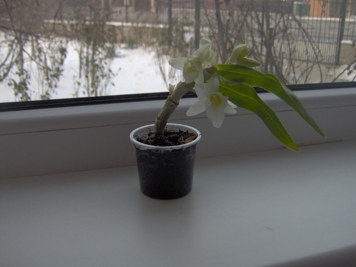 20.12.2010 dendrobium - orhidee