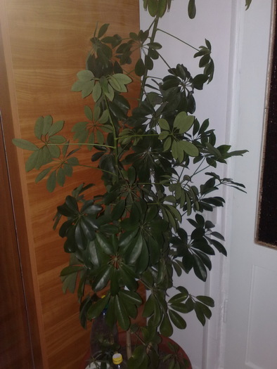 schefflera