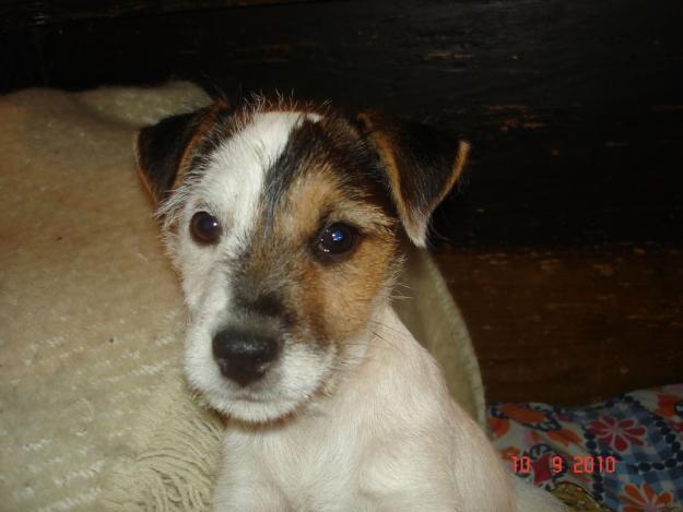 catelusa mea Liza - Parson russell terrier