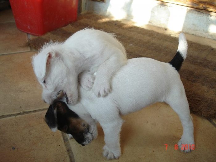 Liza cu frateso - Parson russell terrier