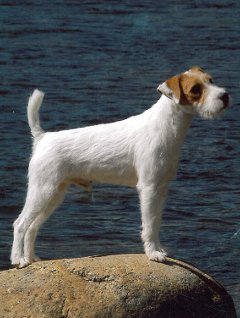 Parson-Russell-Terrier-Red-Rock-High-Roller-3[1] - Parson russell terrier