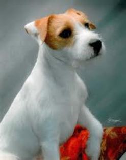 imagesCATL6RVW - Parson russell terrier