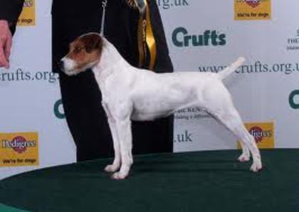 imagesCAY413V7 - Parson russell terrier