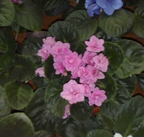 33
