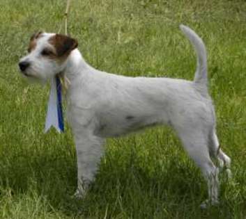  - Parson russell terrier