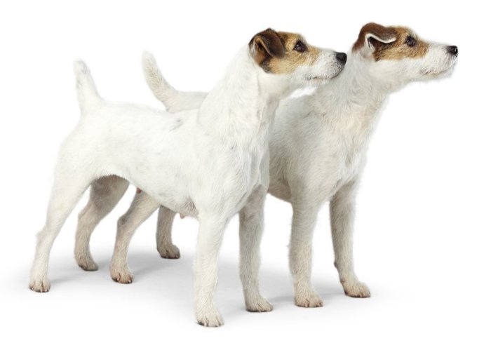 scout&clo[1] - Parson russell terrier