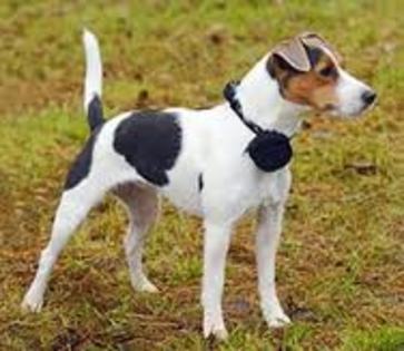  - Parson russell terrier