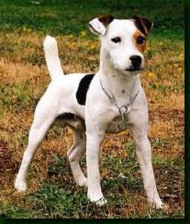 imagesCA1K7BRW - Parson russell terrier