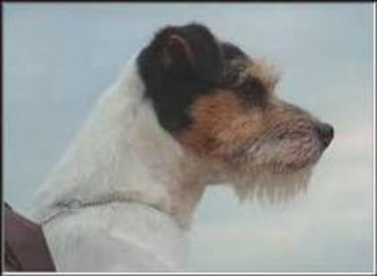 imagesCAWWL4XJ - Parson russell terrier