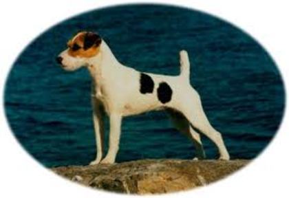 imagesCAGEFH2G - Parson russell terrier