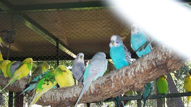 15 papagali - pasarele