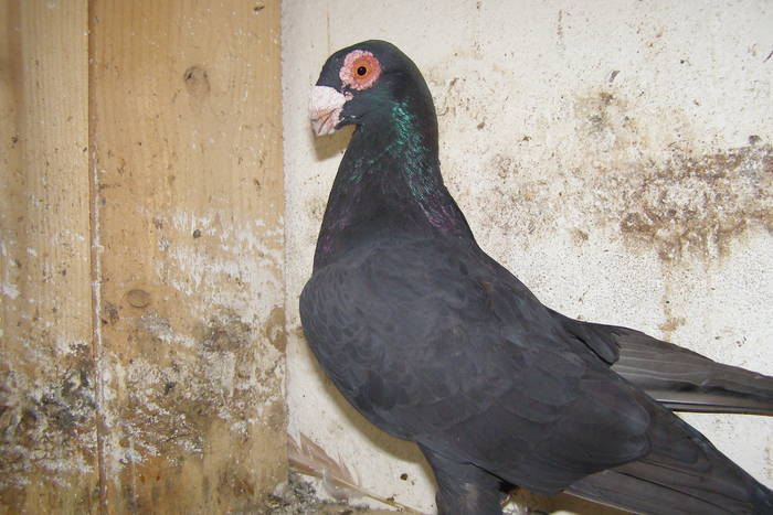 Picture 340 - Carunculat de Oradea Decembrie 2010