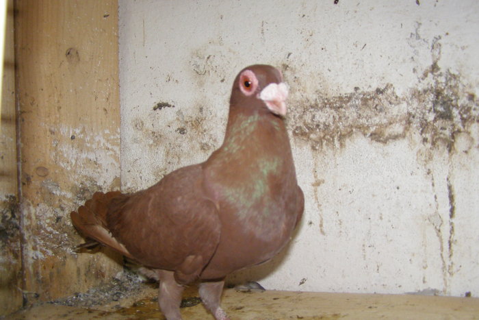 Picture 342 - Carunculat de Oradea Decembrie 2010