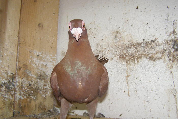 Picture 345 - Carunculat de Oradea Decembrie 2010