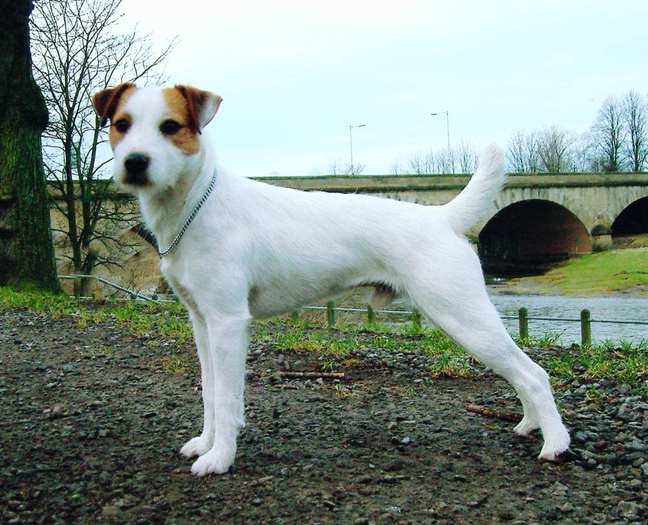 Muhlross%20Hootlet[1] - Parson russell terrier