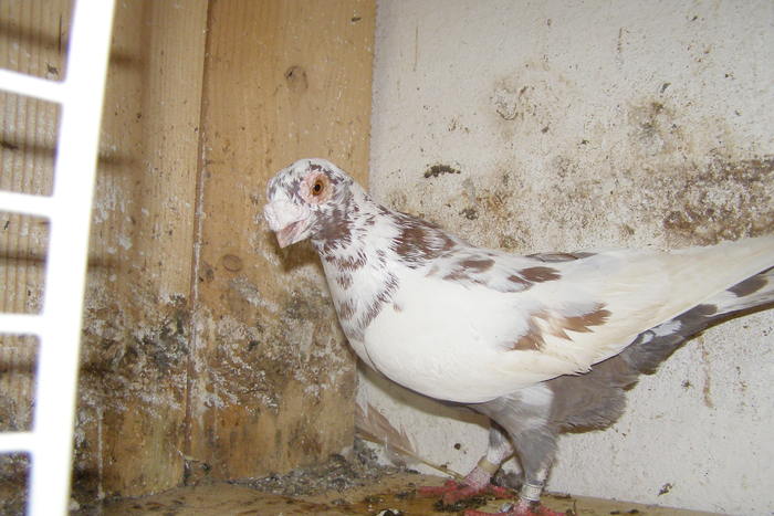 Picture 348 - Carunculat de Oradea Decembrie 2010