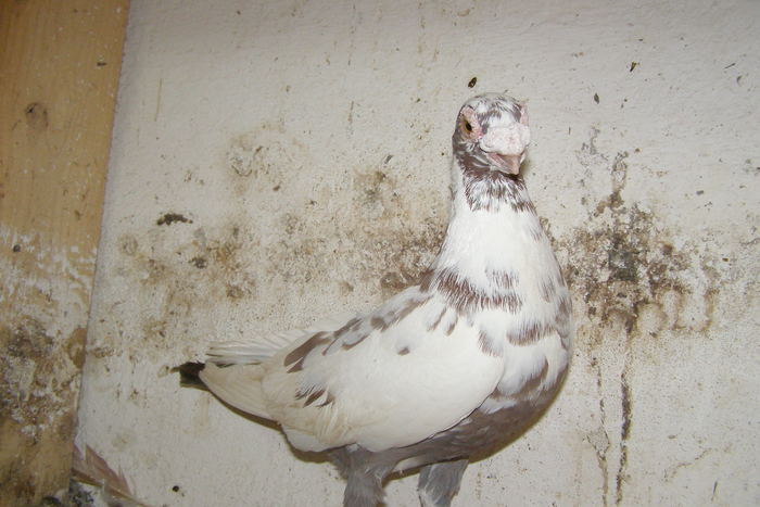 Picture 350 - Carunculat de Oradea Decembrie 2010