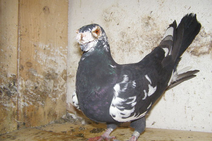 Picture 353 - Carunculat de Oradea Decembrie 2010