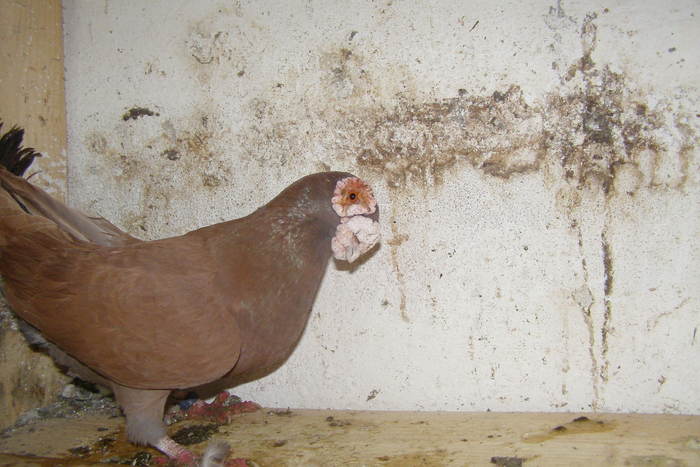 Picture 359 - Carunculat de Oradea Decembrie 2010