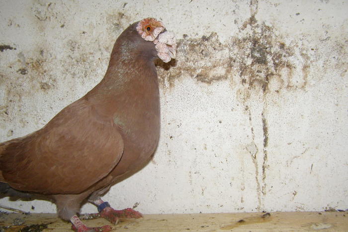 Picture 360 - Carunculat de Oradea Decembrie 2010